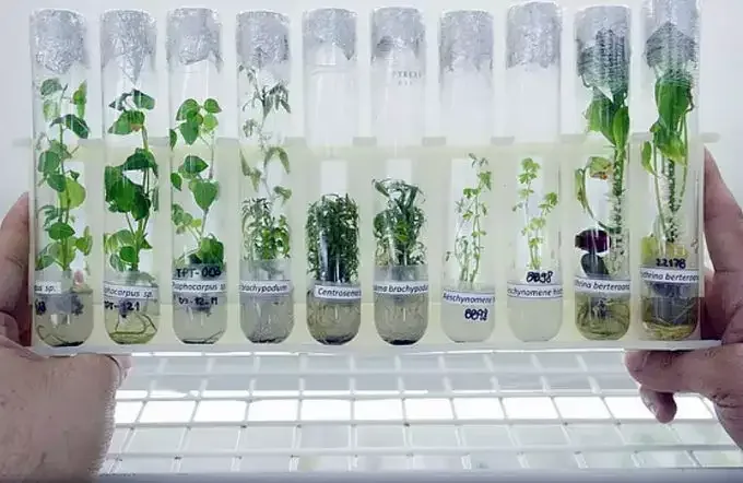 La importancia de la diversidad genética en la agricultura y la seguridad alimentaria.